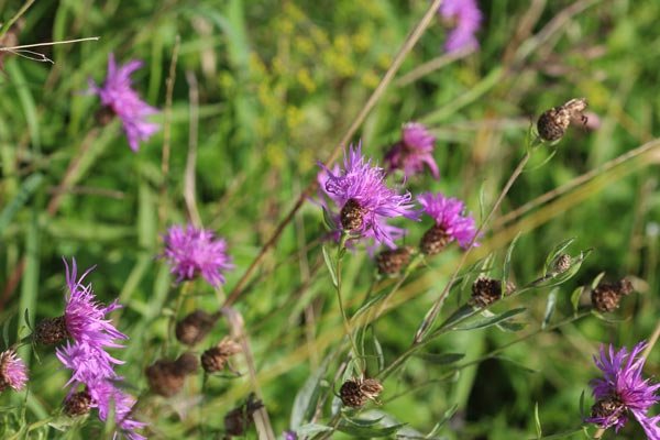 Knapweed