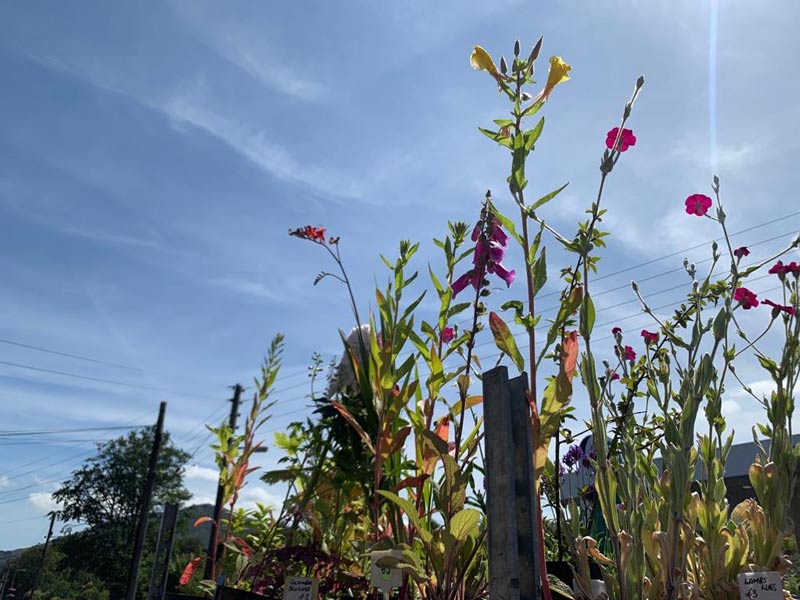 gardeners in SE London